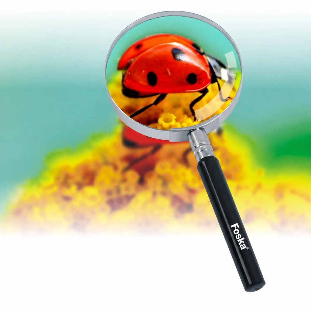 Foska magnifying glass, ladybird close-up